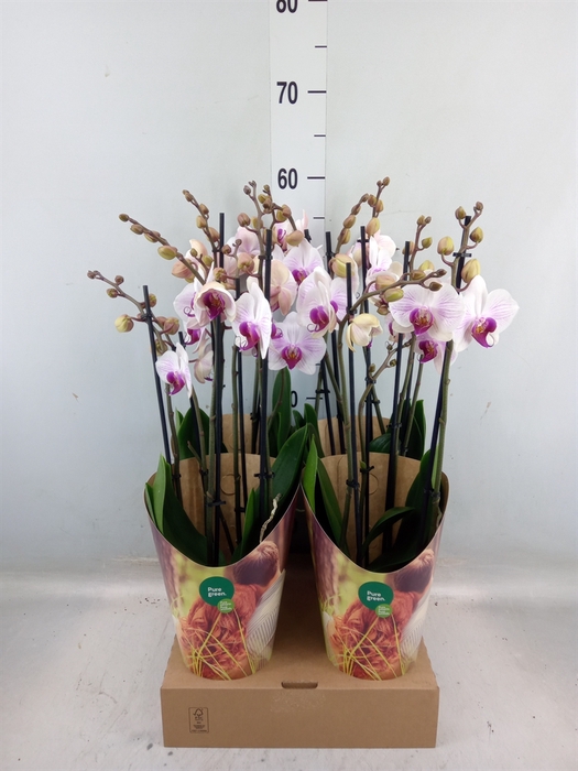 <h4>Phalaenopsis  'Ant Denver'</h4>