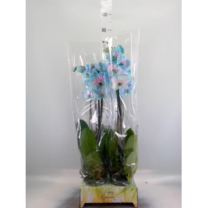 Phalaenopsis   ...