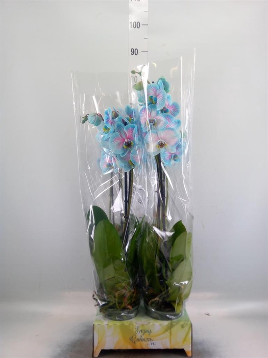 <h4>Phalaenopsis   ...</h4>