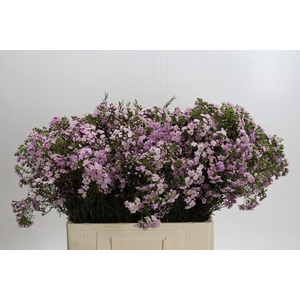 Chamelaucium Dancing Queen