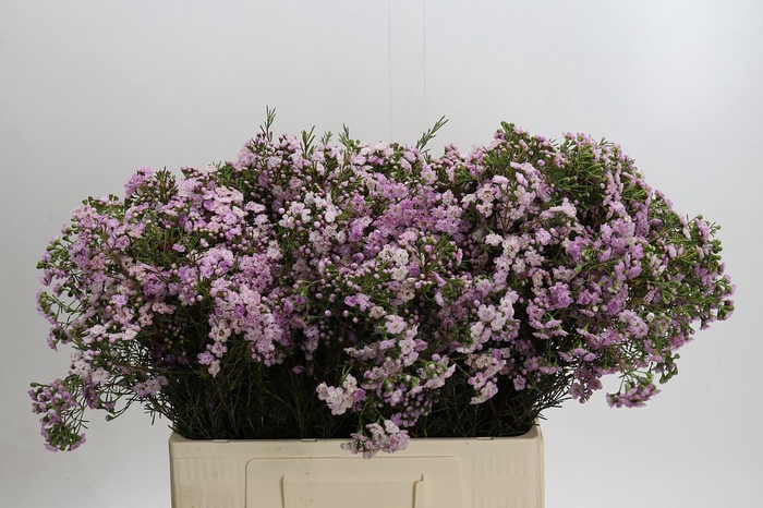 <h4>Chamelaucium Dancing Queen</h4>