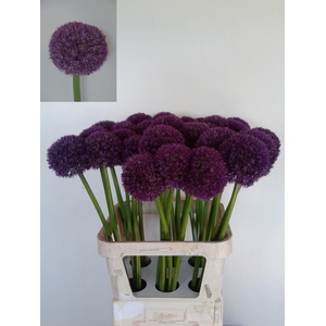 ALLIUM PINBALL WIZAR