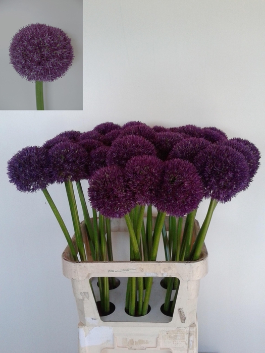 <h4>ALLIUM PINBALL WIZAR</h4>
