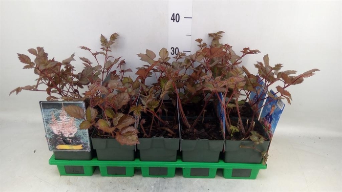 <h4>Astilbe   ...</h4>