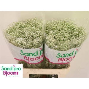 GYPS PA ZI DISCOVERY