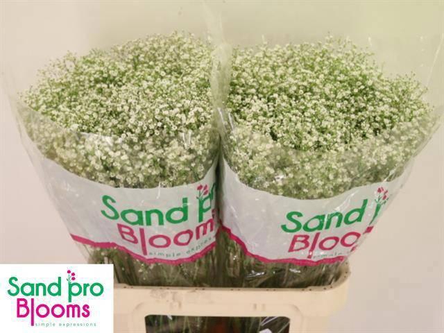 <h4>GYPS PA ZI DISCOVERY</h4>