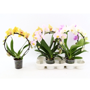 PHAL EL CASCADE