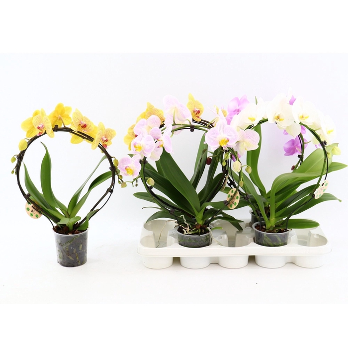 <h4>PHAL EL CASCADE</h4>