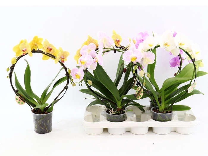 PHAL EL CASCADE