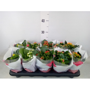 Kalanchoe blos.   ..mix 6