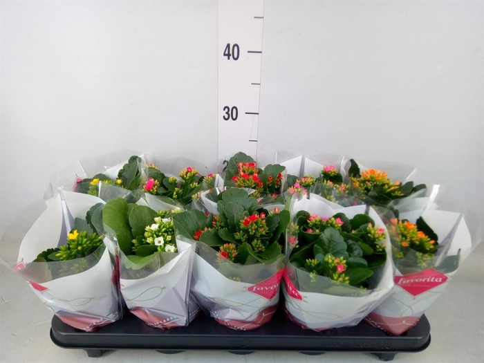 <h4>Kalanchoe blos.   ..mix 6</h4>