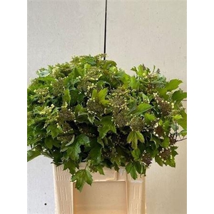 Viburnum Opulus 60cm P Stem
