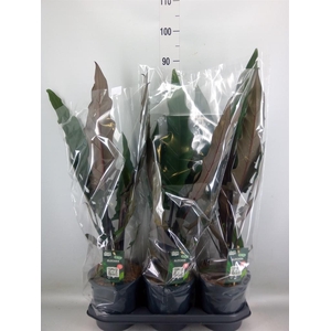 Alocasia lauterbachiana