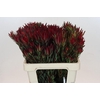 Leucadendron Blush Spray