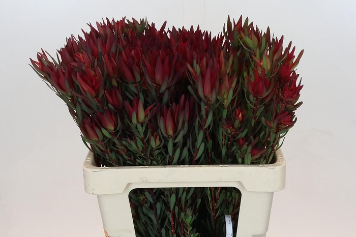 Leucadendron Blush Spray