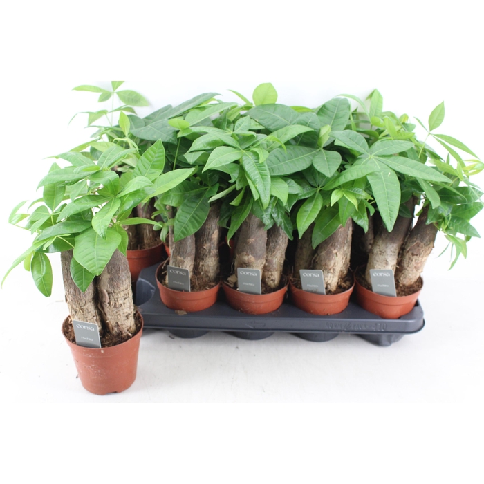 <h4>Arr3 Cp - Pachira Aquatica X10</h4>