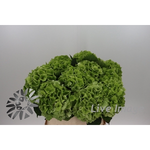 Hydrangea mag emerald classic