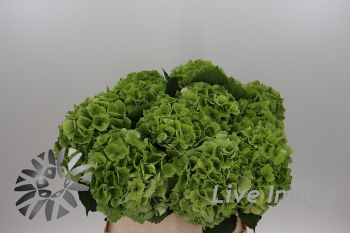 <h4>Hydrangea mag emerald classic</h4>