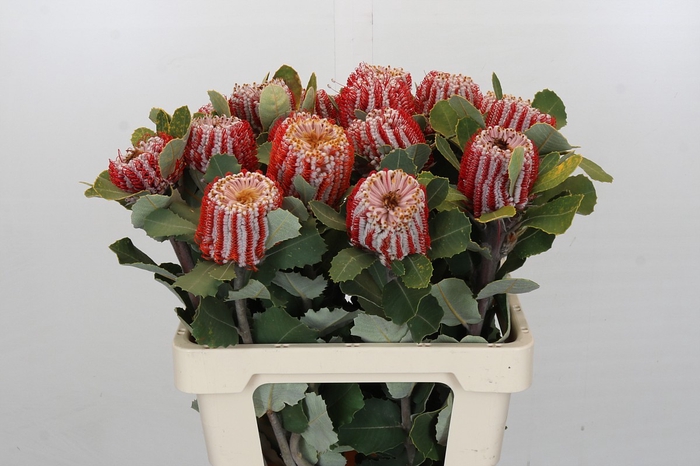 <h4>Banksia Coccinea</h4>