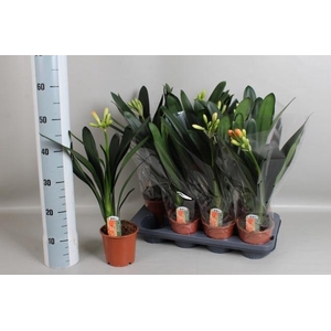 CLIVIA MI