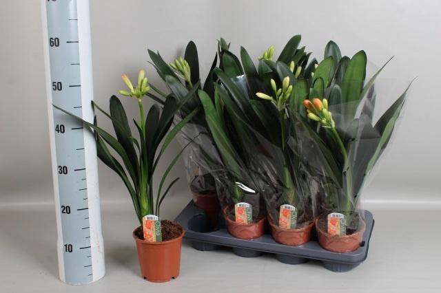 <h4>CLIVIA MI</h4>
