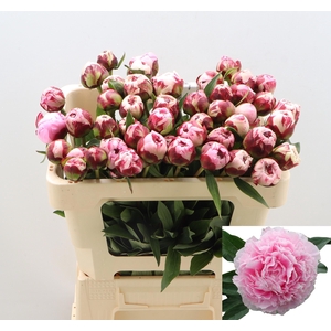 PAEO L SARA BERNHARD