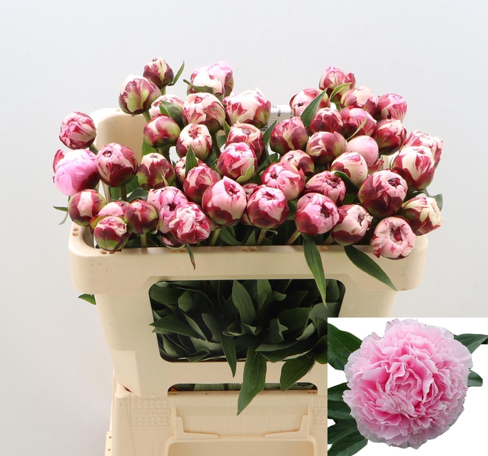 <h4>PAEO L SARA BERNHARD</h4>