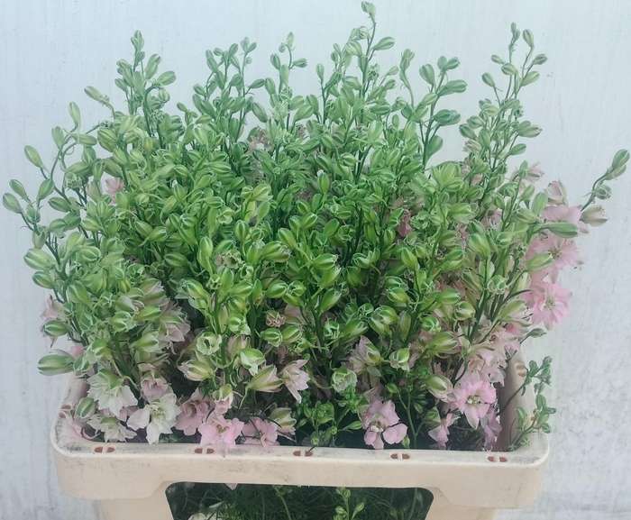 <h4>CONS R Q LIGHT PINK</h4>