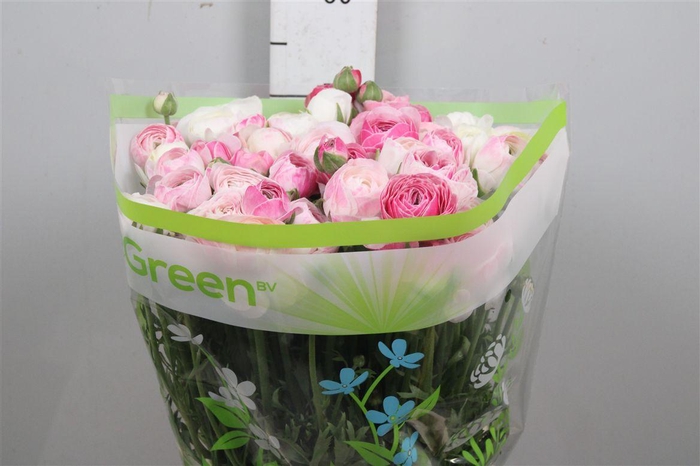 <h4>Ran Porcelaine</h4>