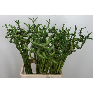 Drac Lucky Bamboo