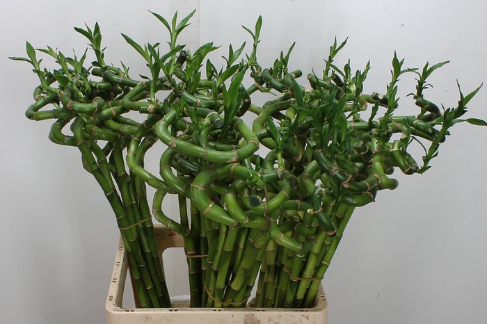 <h4>Drac Lucky Bamboo</h4>