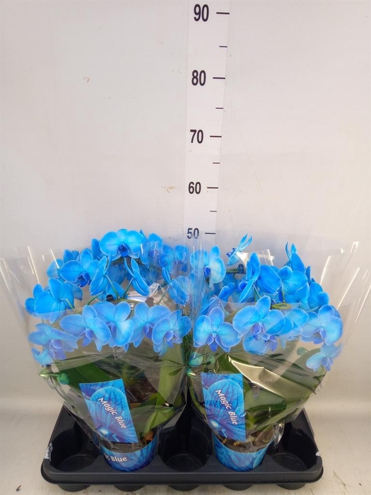 <h4>Phalaenopsis   ...</h4>