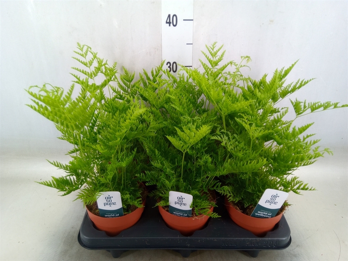 <h4>Pteris straminea</h4>