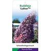 Buddleja