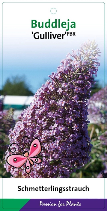 Buddleja