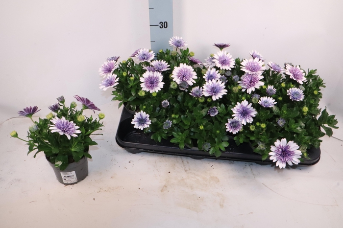 <h4>OSTEO 3D GEMENGD</h4>