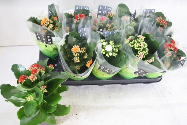 <h4>Kal Ge Gem 5 Kl</h4>