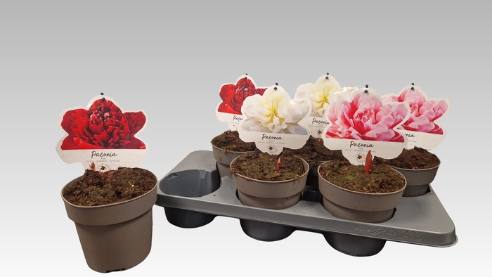 <h4>PAEONIA L GEM</h4>