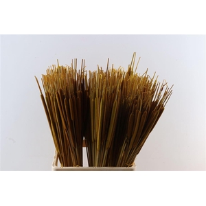 Dried Typha Oker 50pcs P Bunch