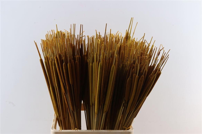 Dried Typha Oker 50pcs P Bunch