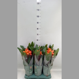 Guzmania  'Fiero Orange'