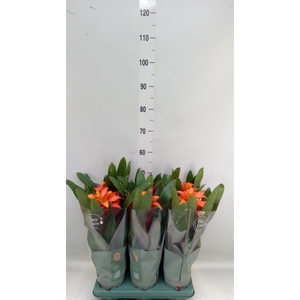 Guzmania  'Fiero Orange'