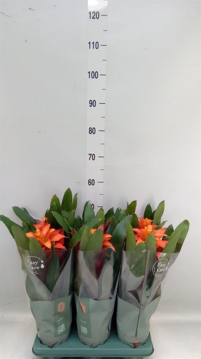 <h4>Guzmania  'Fiero Orange'</h4>