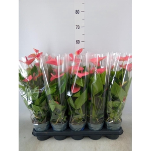Anthurium  'Karma Pink'
