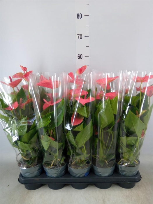 <h4>Anthurium  'Karma Pink'</h4>