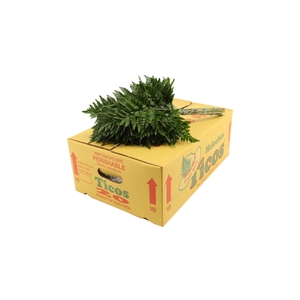 Lederv Small Box WBE