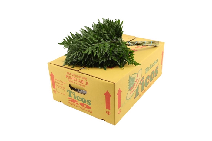 <h4>Lederv Small Box WBE</h4>