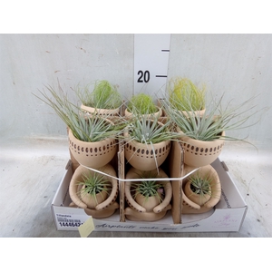 Tillandsia