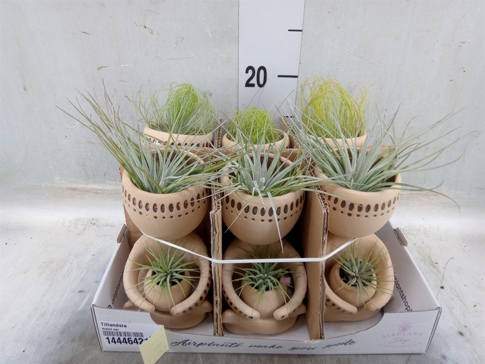 <h4>Tillandsia</h4>