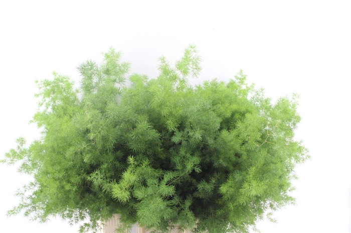 <h4>Asp Umbellatus</h4>
